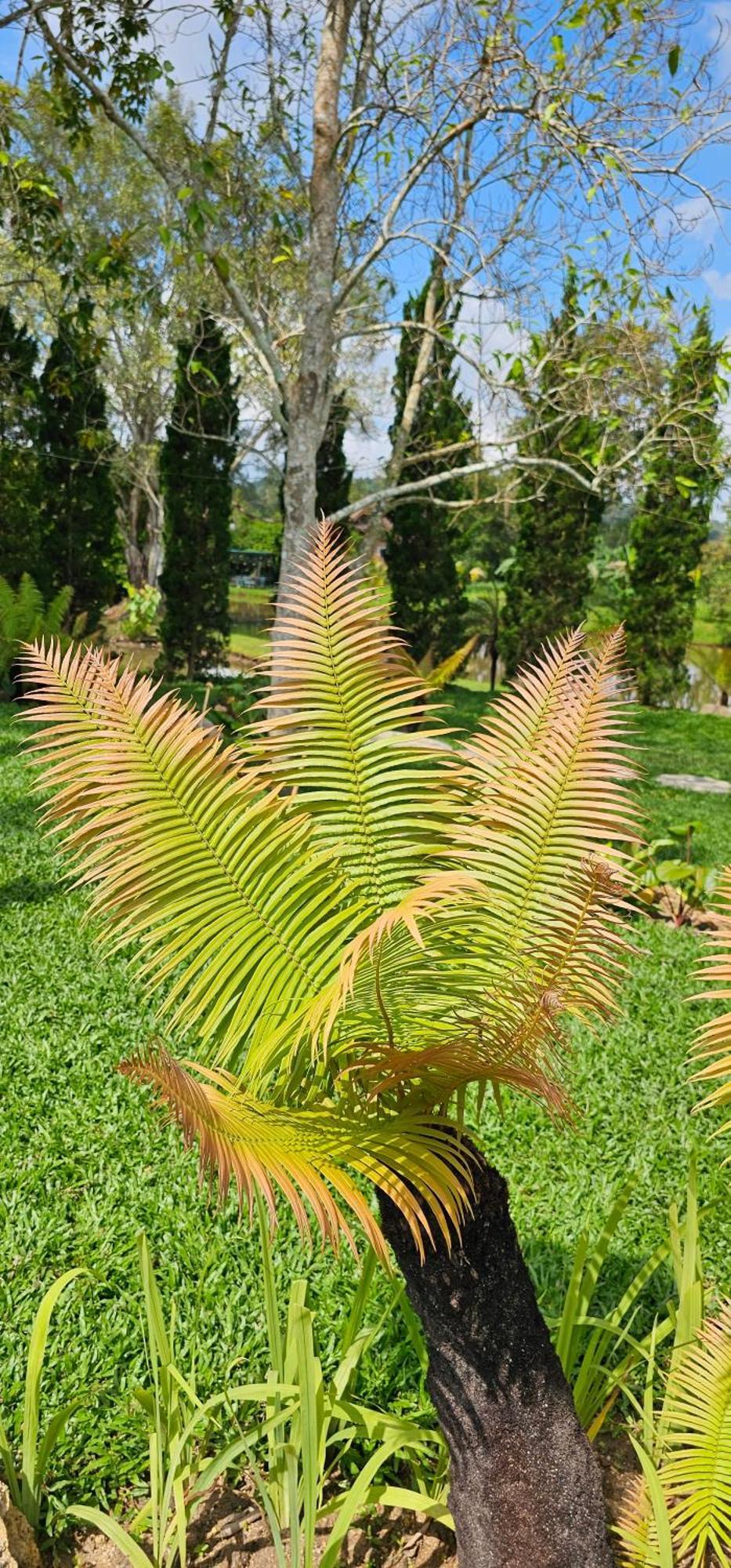 Homdoiintr Farmstay ฮ่อมดอยอินทร์ ฟาร์มสเตย์ Ban Huai Kaeo Exteriör bild